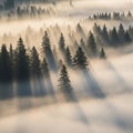 Sunlight pierces through mist over a dense forest of coniferous trees, creating drama Royalty Free Stock Photo