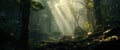 Sunlight piercing through the verdant canopy of an ancient rainforest. Royalty Free Stock Photo