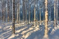 Sunlight on a pine and fir forest covered in snow Royalty Free Stock Photo