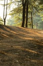 Sunlight into Pine Forests