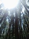 Sunlight and pine forests Royalty Free Stock Photo