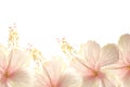 Sunlight pink hibiscus flower border background Royalty Free Stock Photo