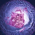 Sunlight through pink jellyfish underwater Royalty Free Stock Photo