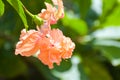 Sunlight and pink orange  red Hibiscus  flower blooming petal in garden Royalty Free Stock Photo