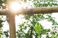 Sunlight through a plant