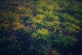 A beautiful sunglow on a grass Royalty Free Stock Photo