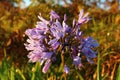 Sunlight on purple garden flower.