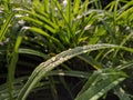 Sunlight on Raindrops on green leaves