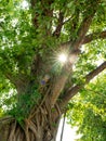 Sunlight ray shines through green leaves of banyan tree