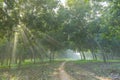 Sunlight Rays Makes Way Through Leaves Of Trees And The Mist. Nature Travel Abstract Concept