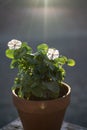 Sunlight rays in Mojave Desert illuminate white flowers on plant Royalty Free Stock Photo