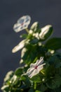 Sunlight rays in Mojave Desert illuminate white flowers on plant Royalty Free Stock Photo