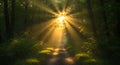 Sunlight Rays Streaming Through Green Forest Path Royalty Free Stock Photo