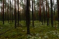 Sunlight rays at sunrise between trees in a wet pine forest Royalty Free Stock Photo