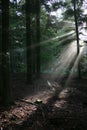 Sunlight reaching forest floor