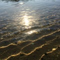 Form atop a sandy bed, featuring small pebbles dispersed throughou Royalty Free Stock Photo