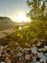 Sunlight rising in the city park