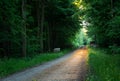 Sunlight on the road through the forest Royalty Free Stock Photo