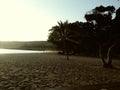 Sunlight sand and trees just perfect