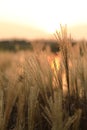 A sunlight seen throung delicate spicas grass Royalty Free Stock Photo