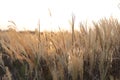 A sunlight seen throung delicate spicas grass