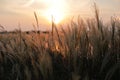 A sunlight seen throung delicate spicas grass Royalty Free Stock Photo