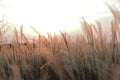 A sunlight seen throung delicate spicas grass Royalty Free Stock Photo