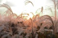 A sunlight seen throung delicate spicas grass