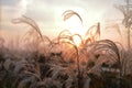 A sunlight seen throung delicate spicas grass Royalty Free Stock Photo