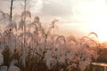 A sunlight seen throung delicate spicas grass Royalty Free Stock Photo