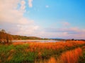 Beautiful reed flower with warm light Royalty Free Stock Photo