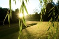Bright Sunny Sunlight Peeking Through the Leaves of a Willow Tree Royalty Free Stock Photo