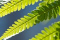 Sunlight through serrated fern leaves Polypodiopsida Royalty Free Stock Photo