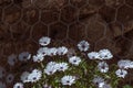 Sunlight shaded on natural beautiful blue marguerite flowers with green leaves in the garden on dark background