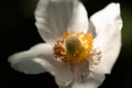 White Anemone Macro Royalty Free Stock Photo