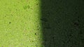 sunlight and shadow at the same time in a pond covered with floating common duckweed plants Royalty Free Stock Photo