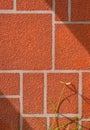 Sunlight and shadow on surface of crowfoot grass near decorative roughness orange concrete on gypsum board wall in minimal style Royalty Free Stock Photo