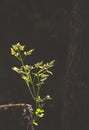 Sunlight and shadow on surface of young leaves on branch are growing from cork tree stump on dark background in botanical garden Royalty Free Stock Photo