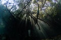 Sunlight and Shadows in Blue Water Mangrove, Raja Ampat