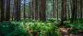 Hiking trail through lush pine forest in Kings Canyon National Park California Royalty Free Stock Photo