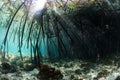 Sunlight and Shadows in Mangrove Forest