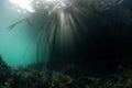 Sunlight and Shadows in Raja Ampat Mangrove