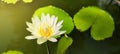 Sunlight shines on the beautiful lotus flowers. Royalty Free Stock Photo