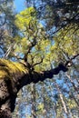 Sunlight shines brightly through the foliage of an Arbutus tree