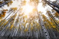 Sunlight shines through the canopy of golden yellow aspen tree l Royalty Free Stock Photo