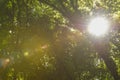 Sunlight shines through the canopy of leaves in the forest trees Royalty Free Stock Photo