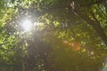 Sunlight shines through the canopy of leaves in the forest trees Royalty Free Stock Photo