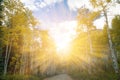 Sunlight shines through fall trees in Colorado Royalty Free Stock Photo