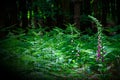 Sunlight shines on a foxglove in a forest clearing Royalty Free Stock Photo