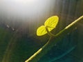 Sunlight shines on green leaf and branches with water droplets , half circle halo with dark background. Royalty Free Stock Photo